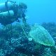 60- La tortue vient voir Pascale 